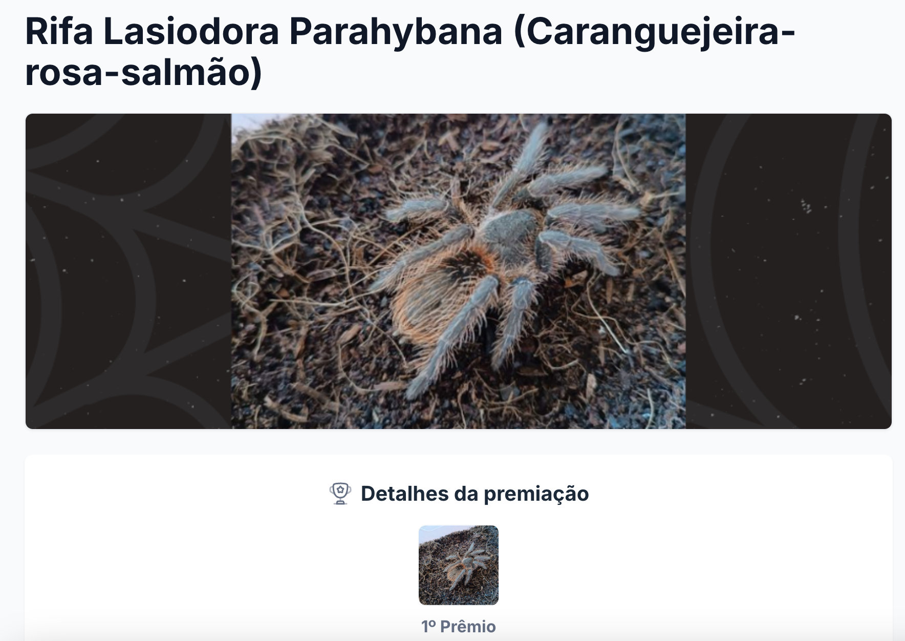 Imagem de rifa de uma aranha caranguejeira