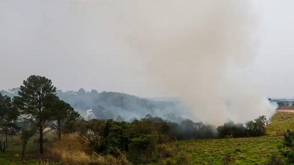 Incêndio em área florestal de SP