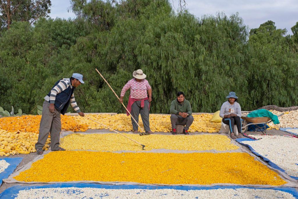 Campesinos bolivianos junto a la cosecha de maíz. 