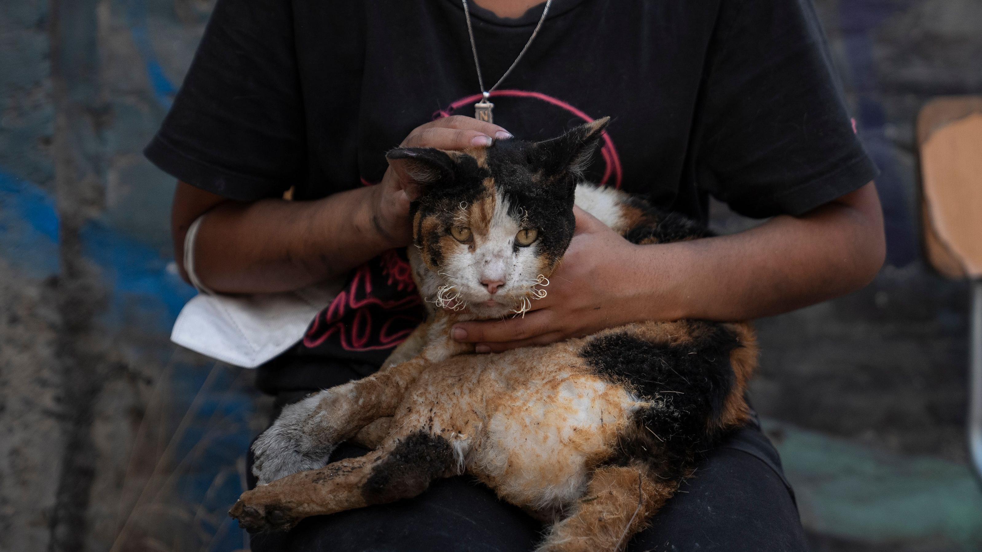 Um gato chamuscado pelo fogo em El Salto, Viña del Mar
