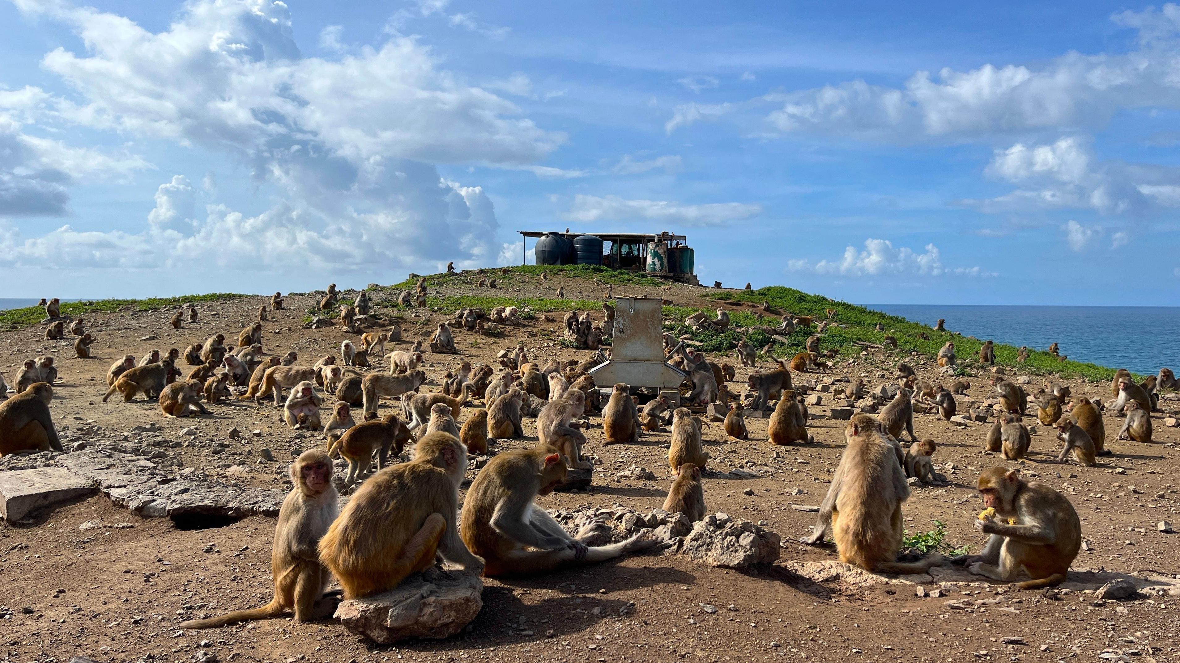 Macacos comen en una colina de Cayo Santiago 