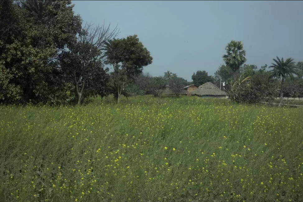 Campo em dia ensolarado