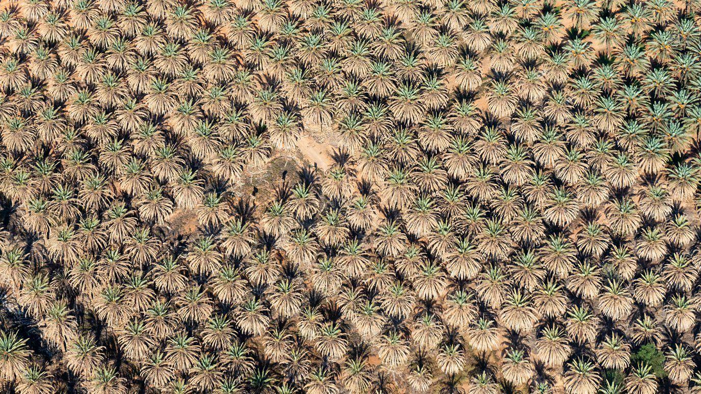 Foto aérea de plantação 