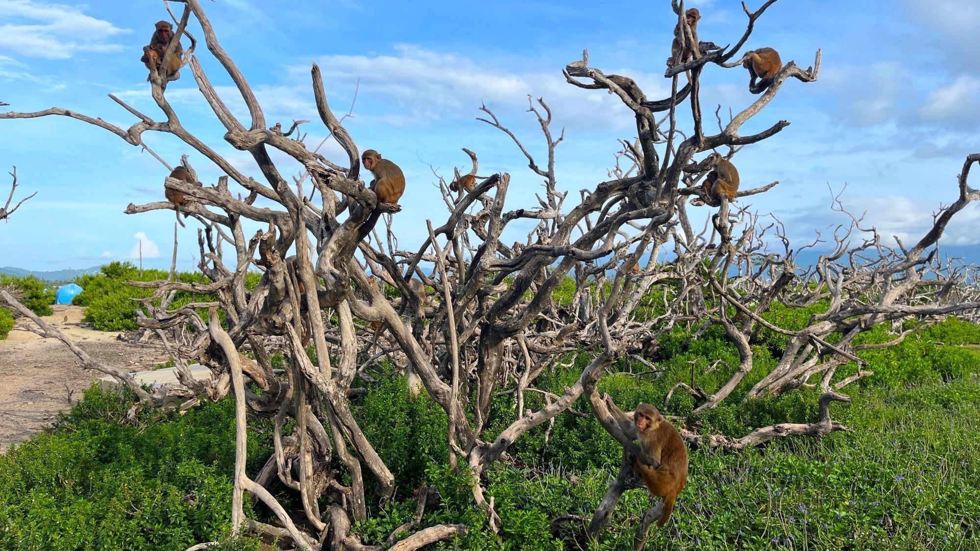Um grupo de macacos pousa nos galhos de uma árvore em Cayo Santiago