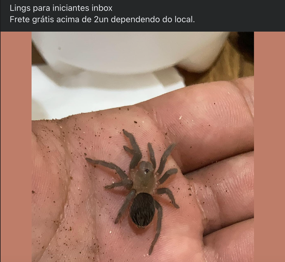 Imagem de um anúncio de filhote de aranha