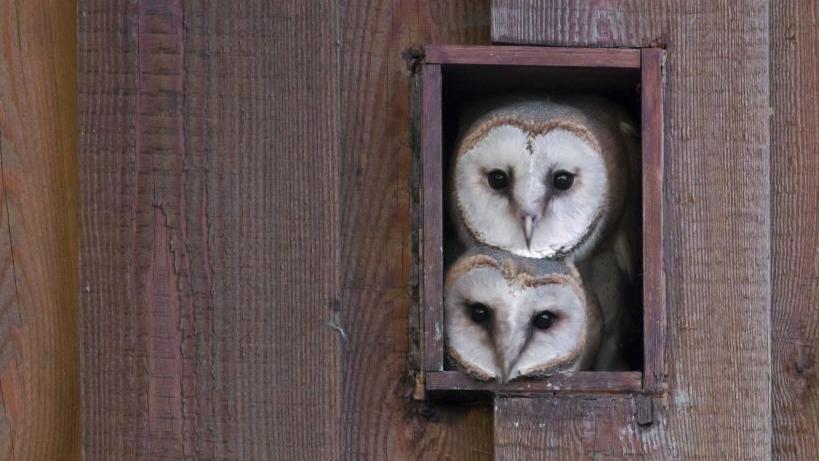 Tyto alba, burung hantu, serak jawa 