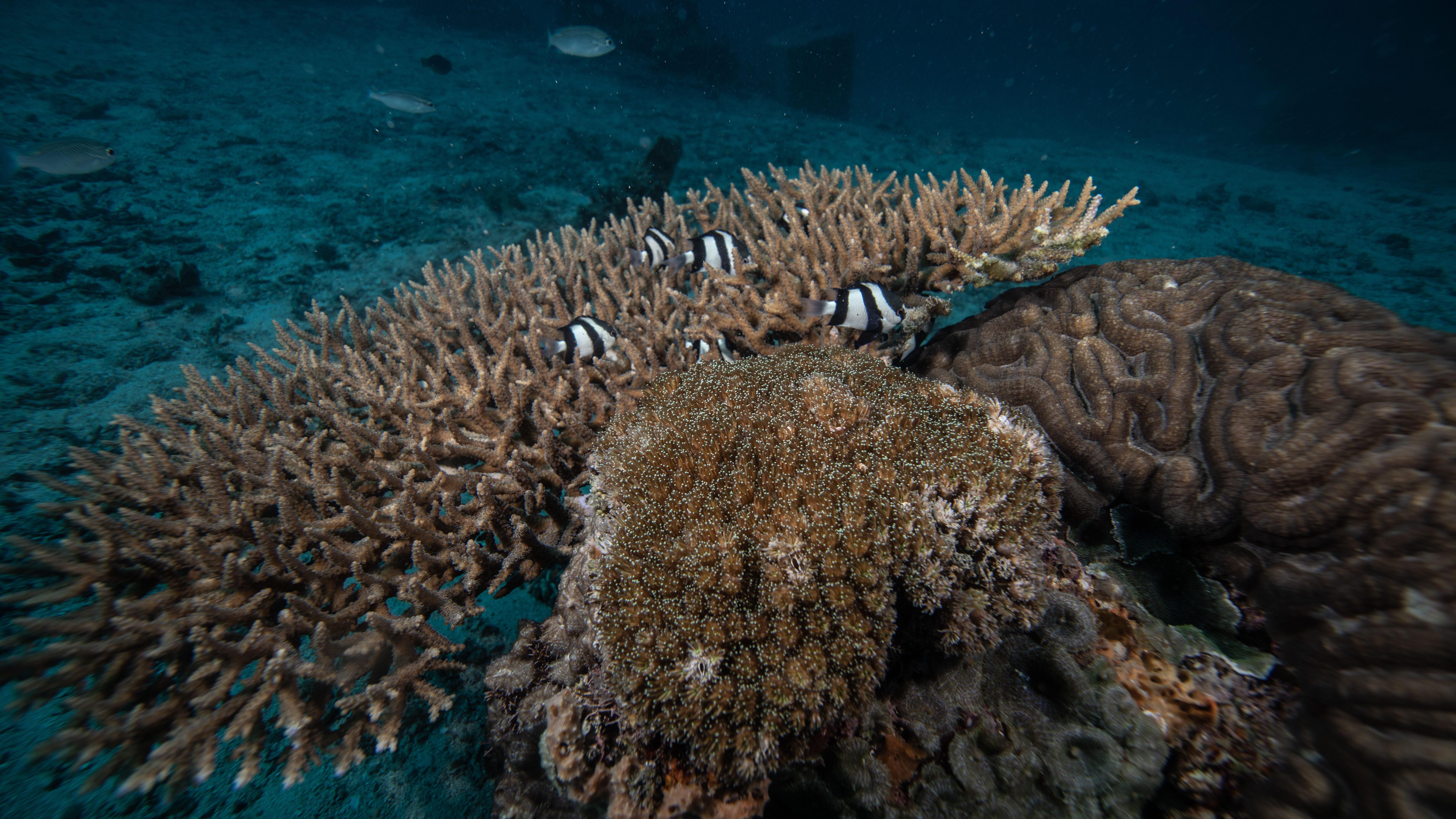 Bleached coral in a reef in Zanzibar