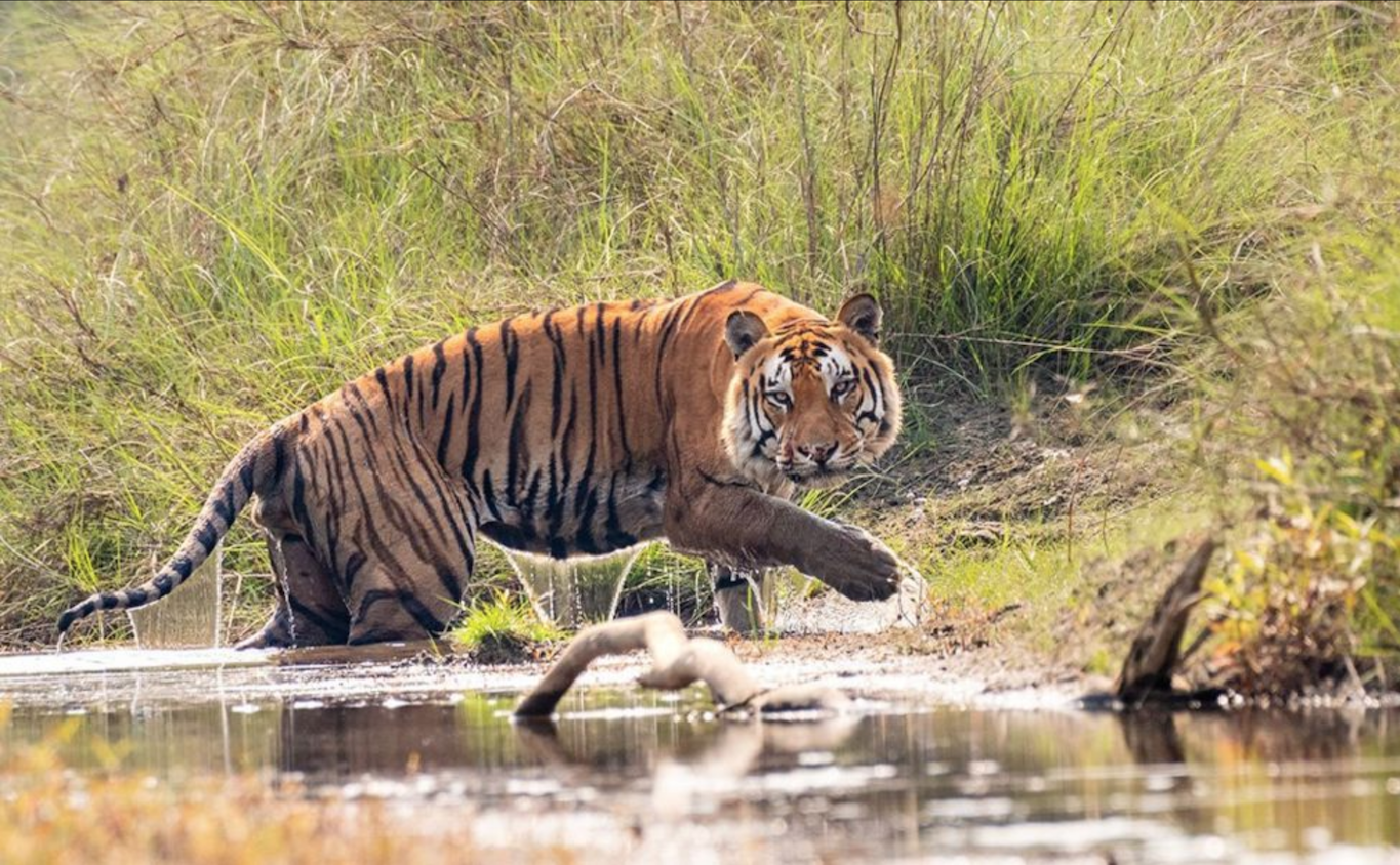 nepali tiger