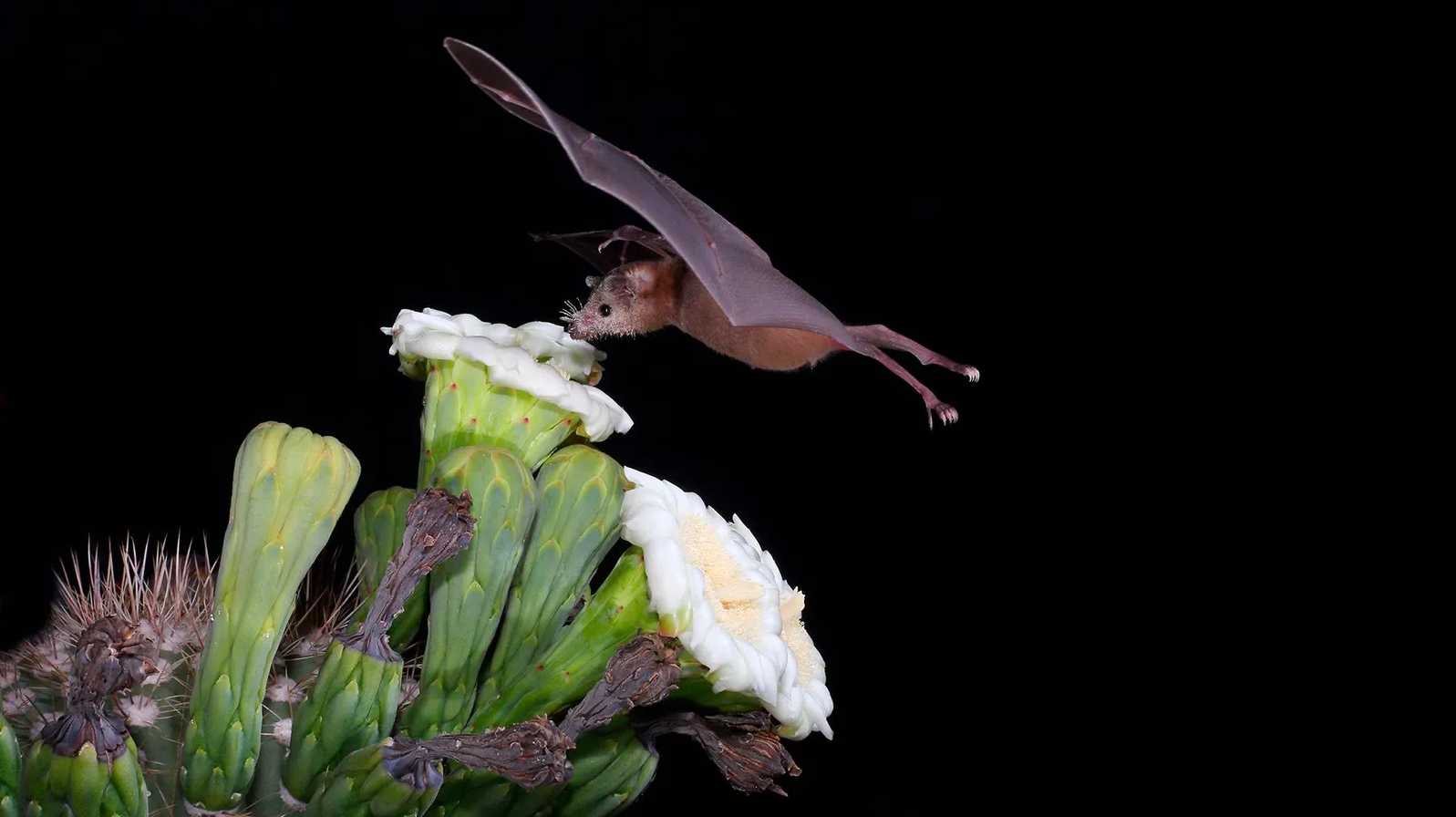 Morcego encostando em planta carnívora