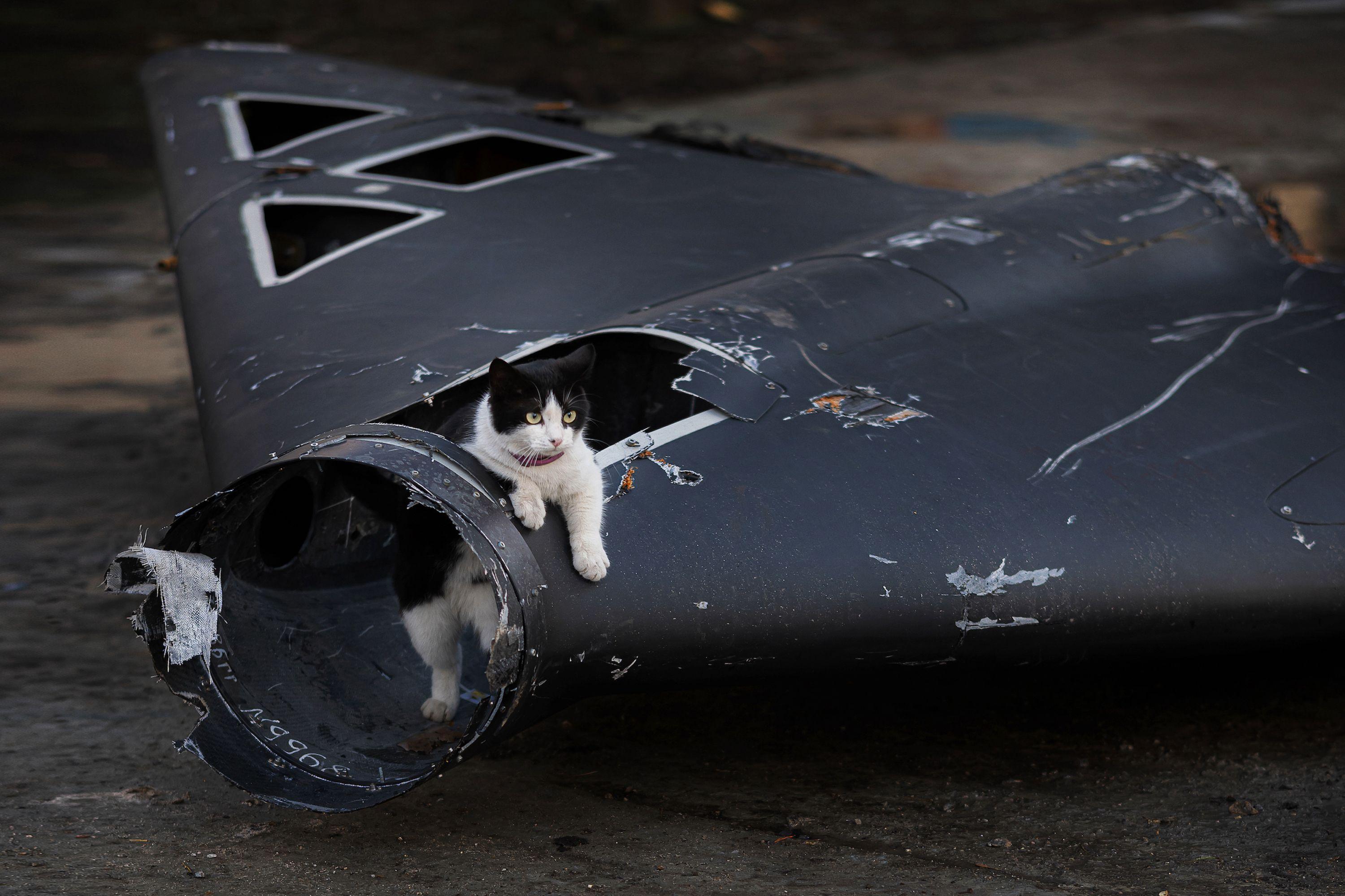 Um gato sobre os destroos de um drone Shahed abatido pelas defesas areas ucranianas em uma rea residencial de Kharkiv.