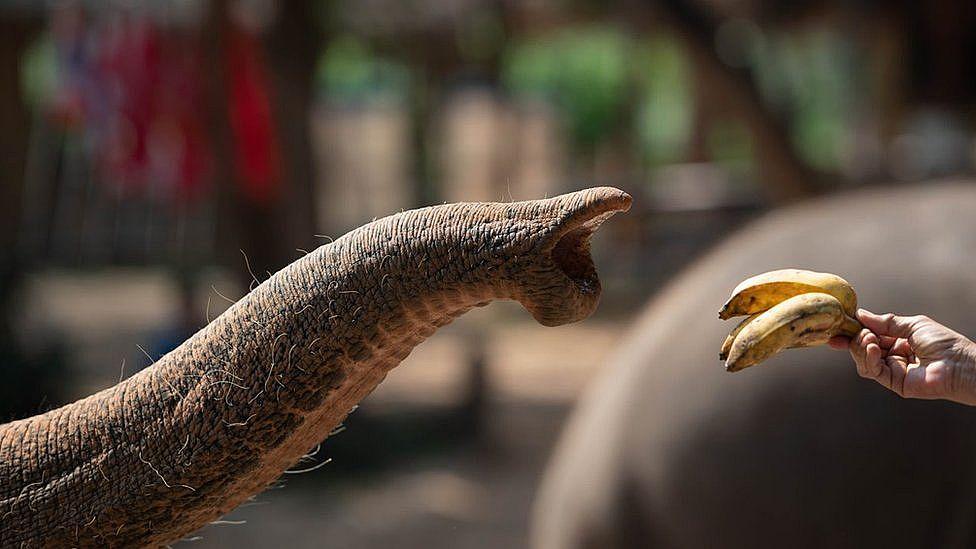 Un elefante estira su "dedo" en busca de plátanos
