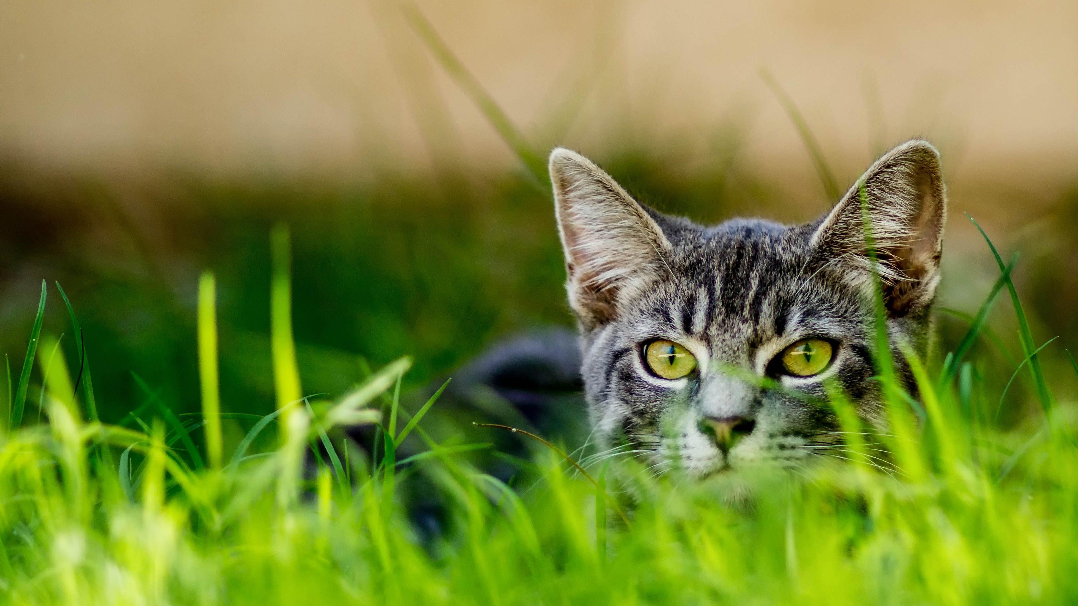 Gato doméstico malhado caçando em meio a vegetação