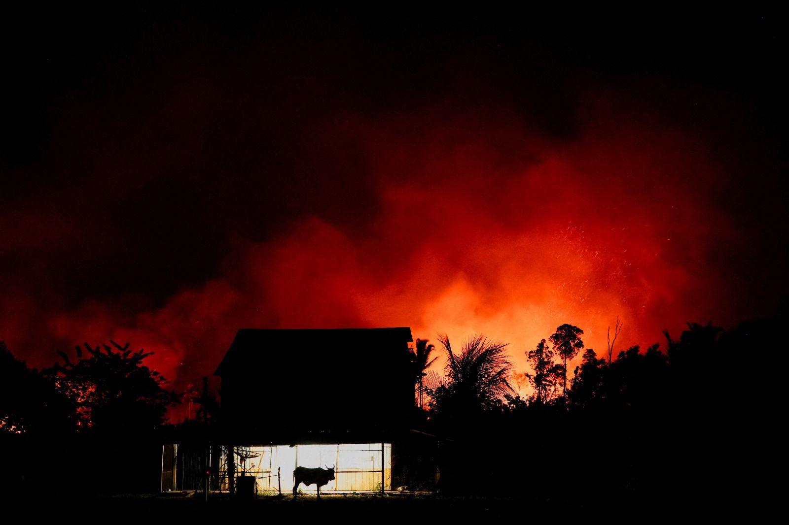 Foto noturna mostra uma casinha com um boi na frente. no fundo, um clarão laranja de um incêndio