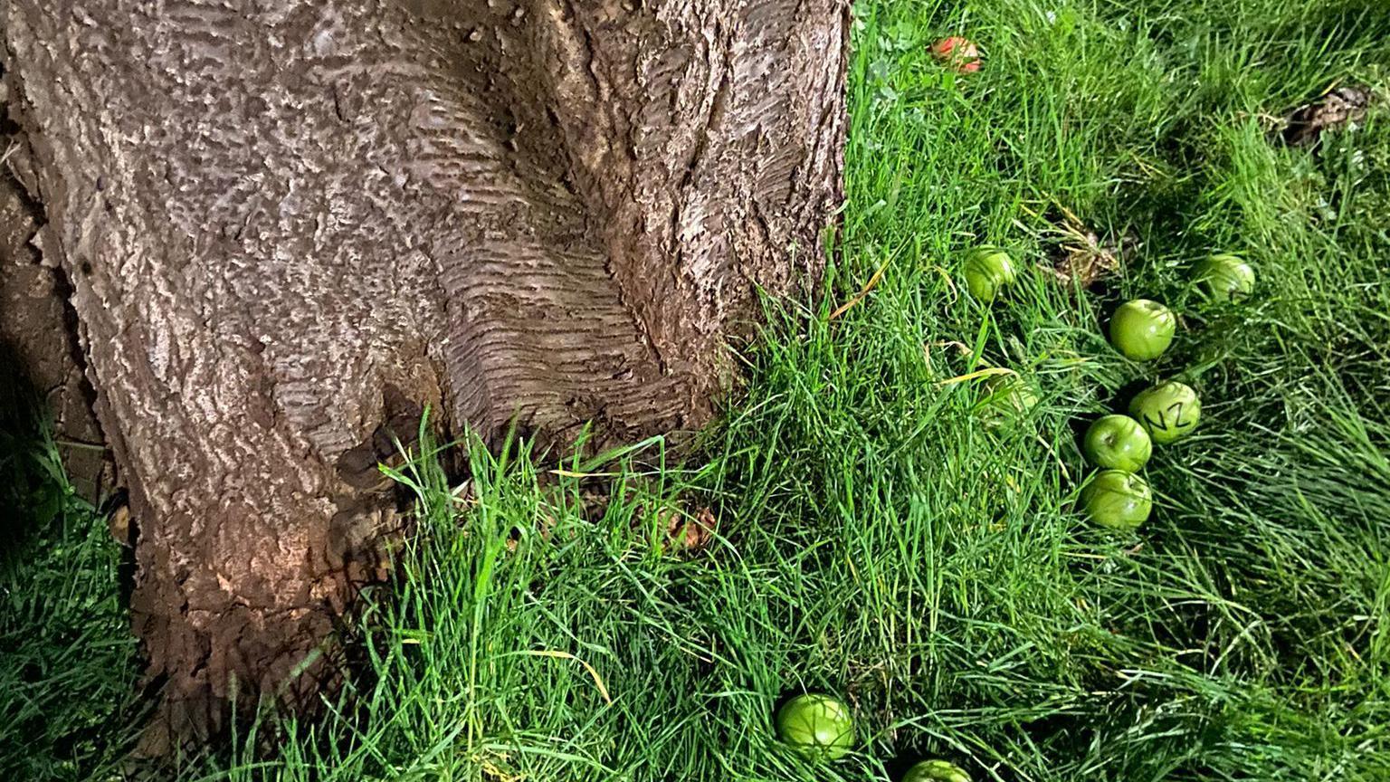 Manzanas verdes junto al cerezo donde Banksy hizo su obra
