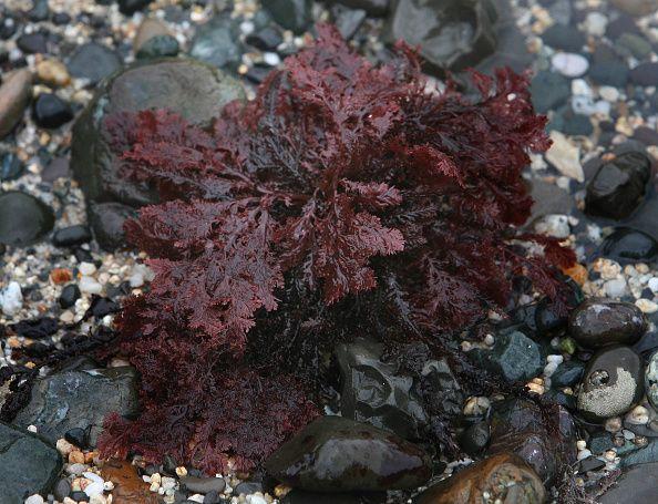 red algae