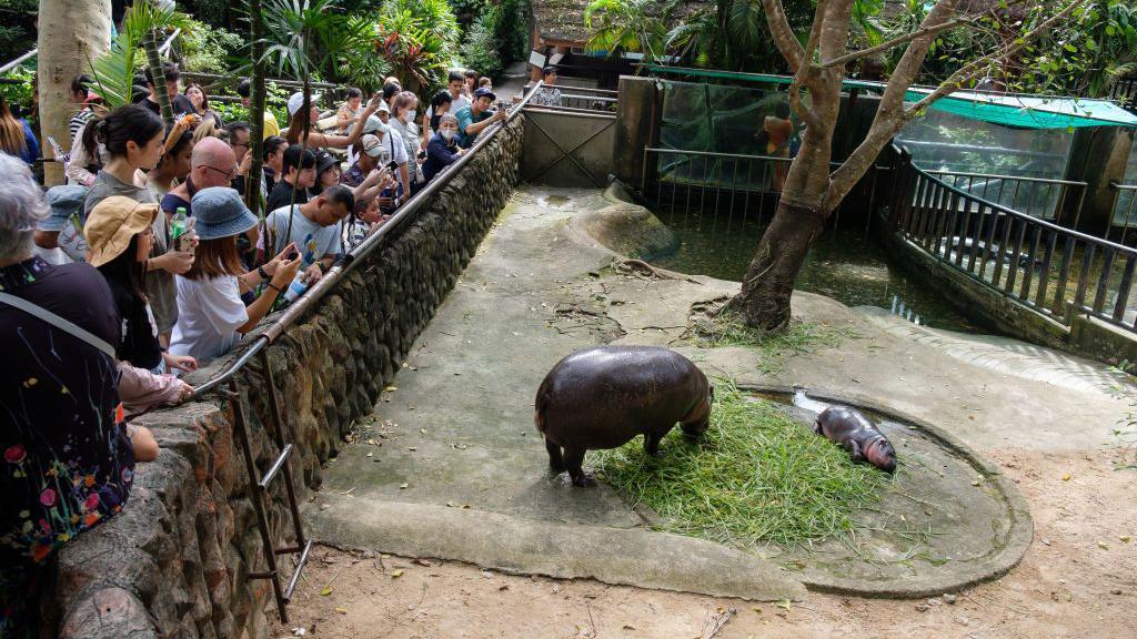 Ketika dewasa, bobot Moo Deng dapat mencapai 272 kg.