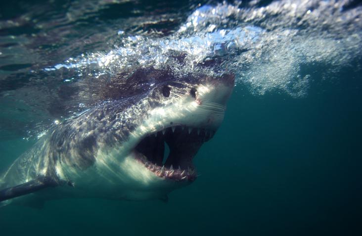 Grande tubarão branco com boca aberta embaixo do mar, perto da superfície