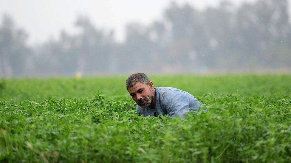 مزارع مصري يعمل في أرضه