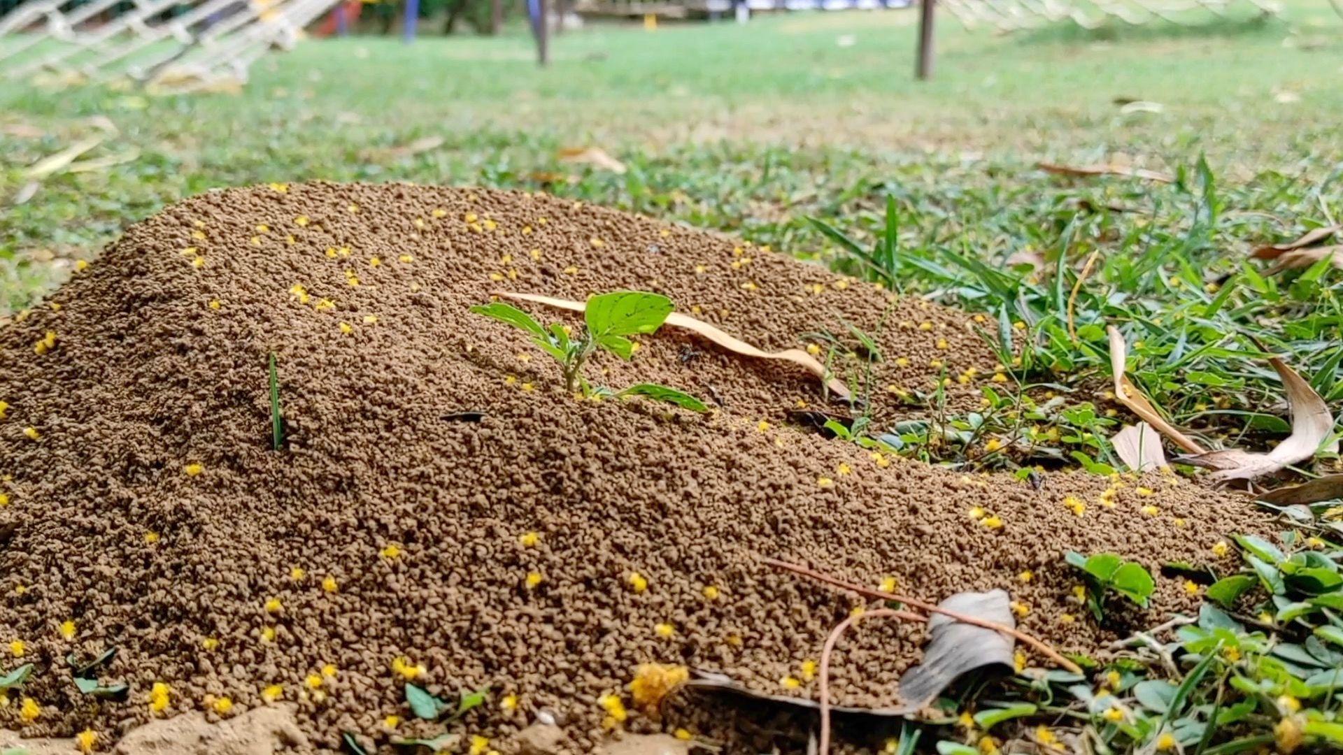 Sarang semut di atas rumput