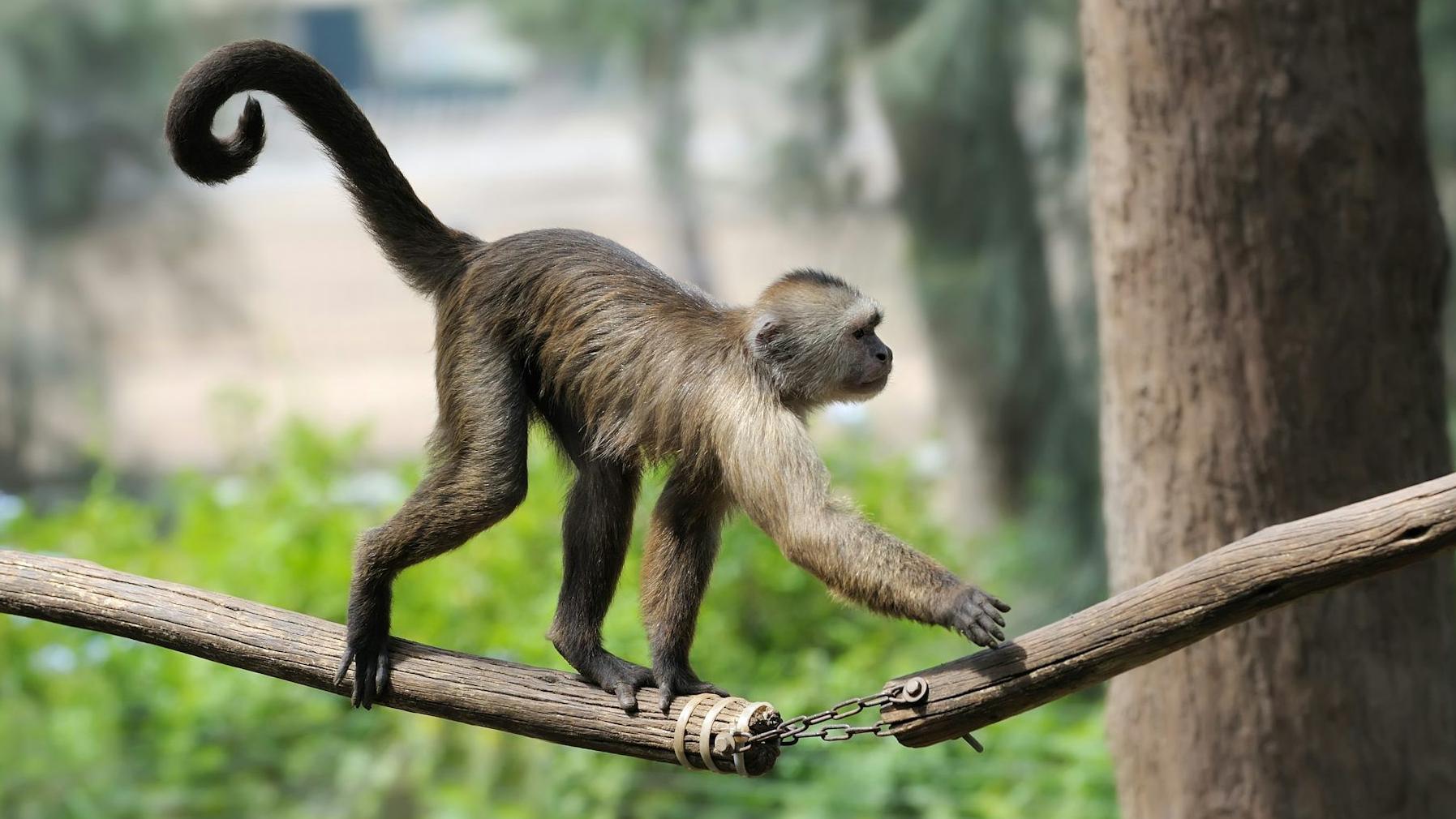 Un mono caminando