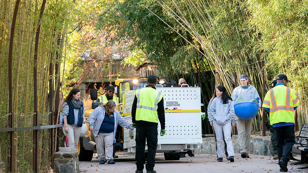 Pandas sendo transportados em zoológico