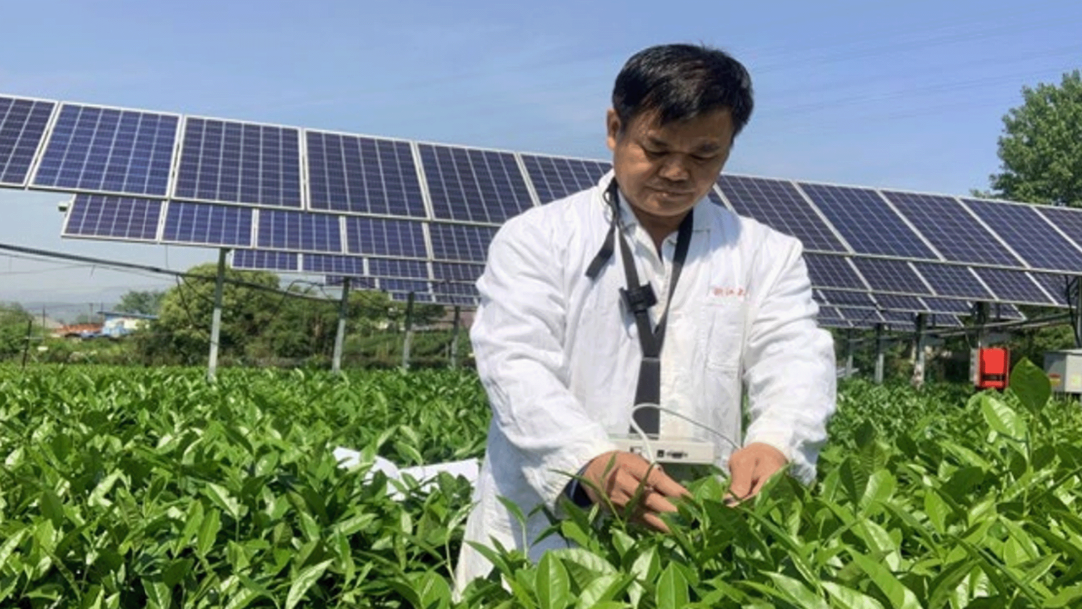 Prof. Liang çay bitkisinin, agrivoltaik sistemlerin yarattığı gölgeden fayda gördüğünü söylüyor