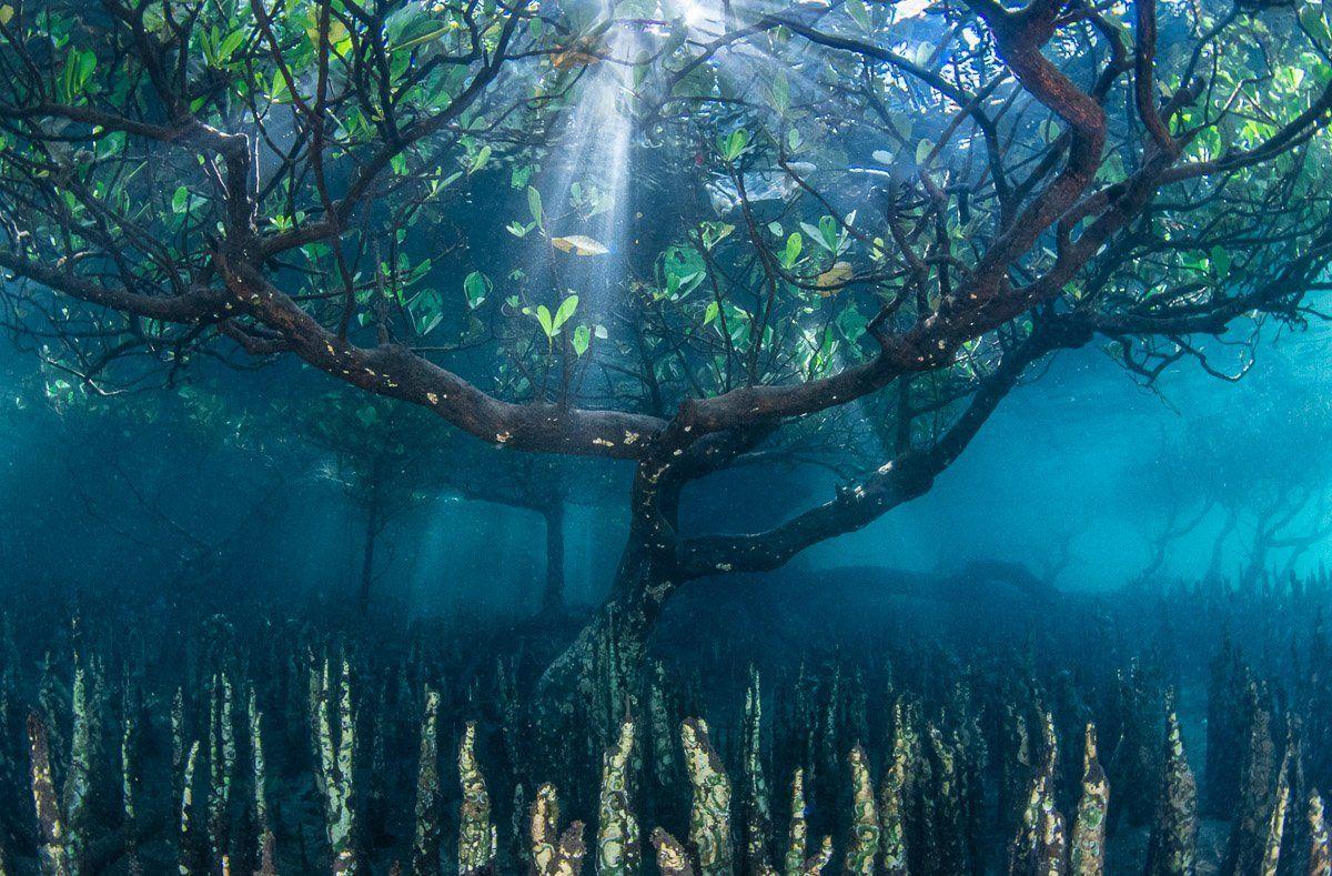 Foto de un manglar bajo el agua.