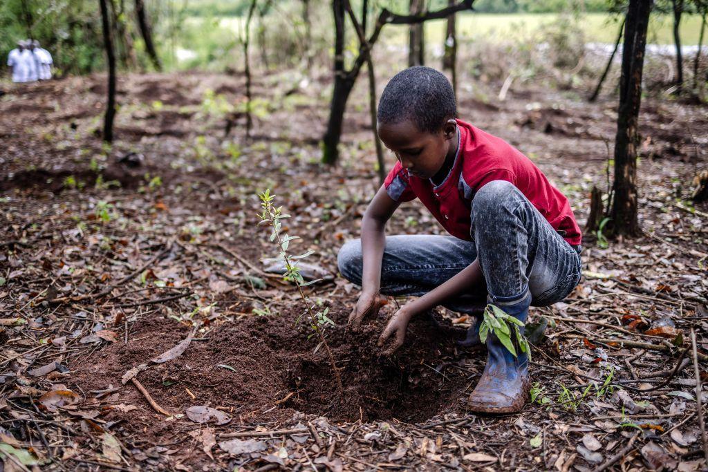 Un niño planta un árbol en Kenia