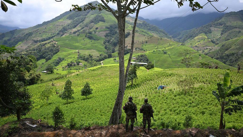 Disidencias de las FARC en cultivos de coca en Colombia