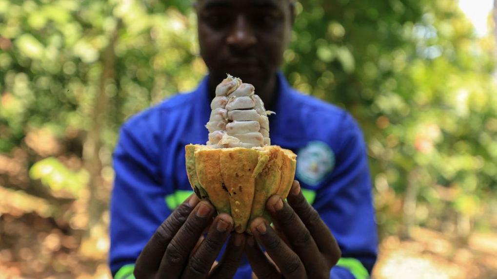 Fazendeiro mostra fruto do cacau aberto em floresta