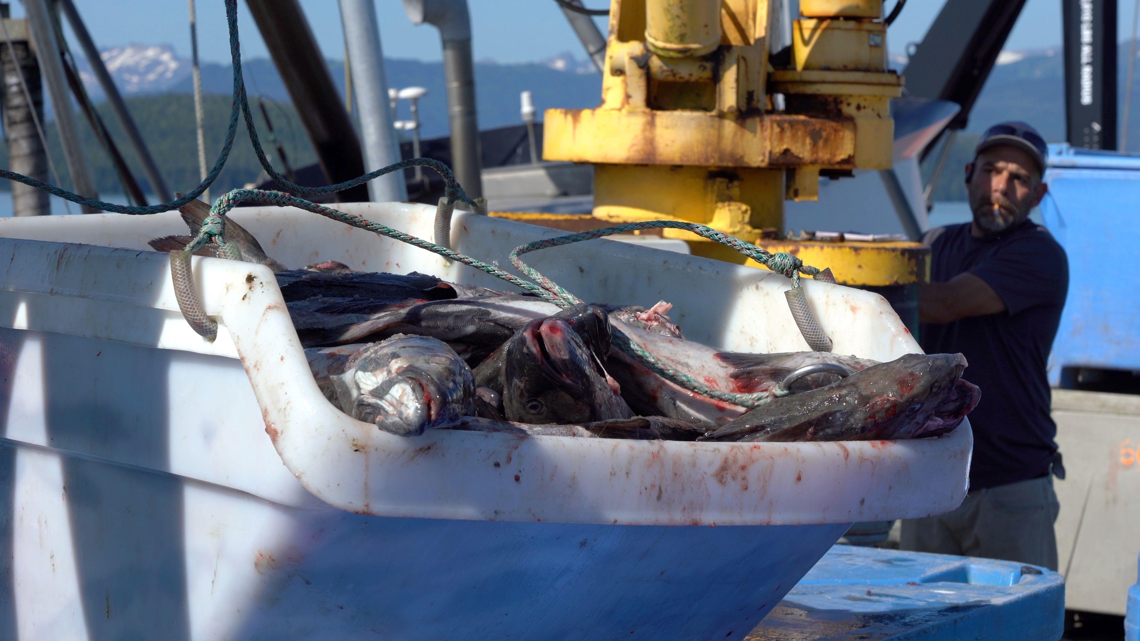 Descarga de pescado en el puerto de Cordova. 