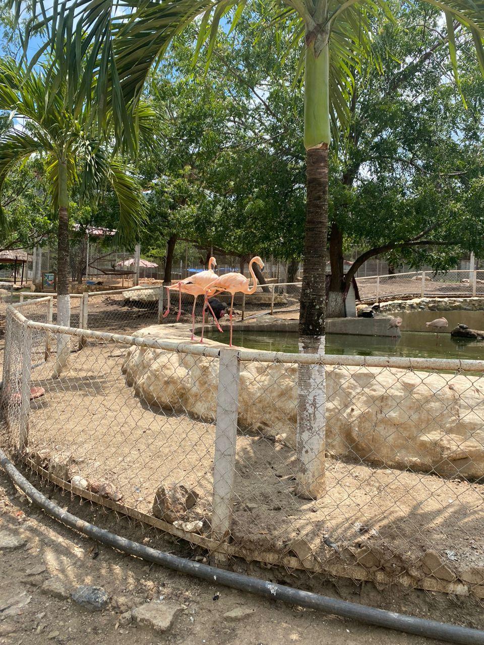 Tocorón'daki flamingolar