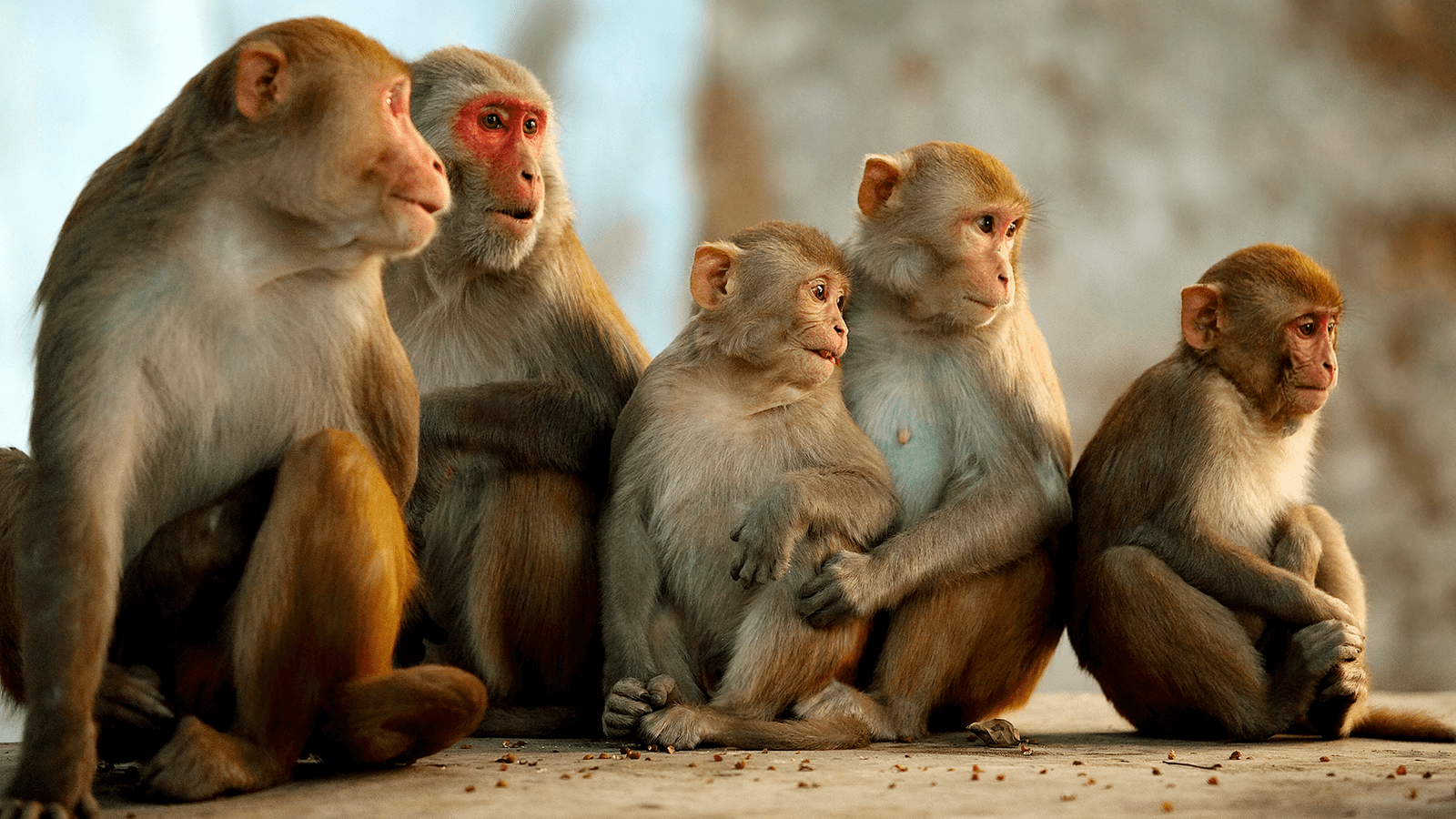foto de macacos rhesus 