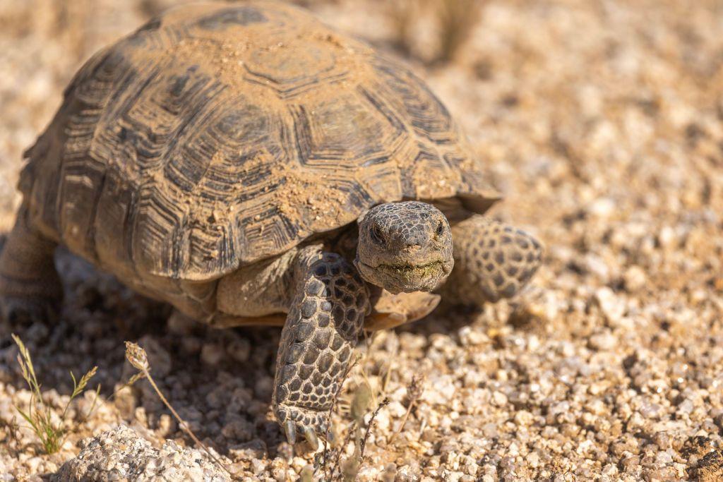 Una tortuga en Monumento Nacional de Chuckwalla, en California. 