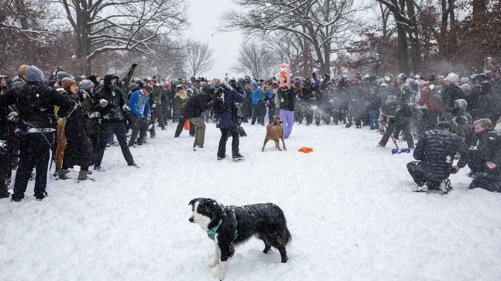 Cachorro em meio a uma 'guerra' de bolas de neve