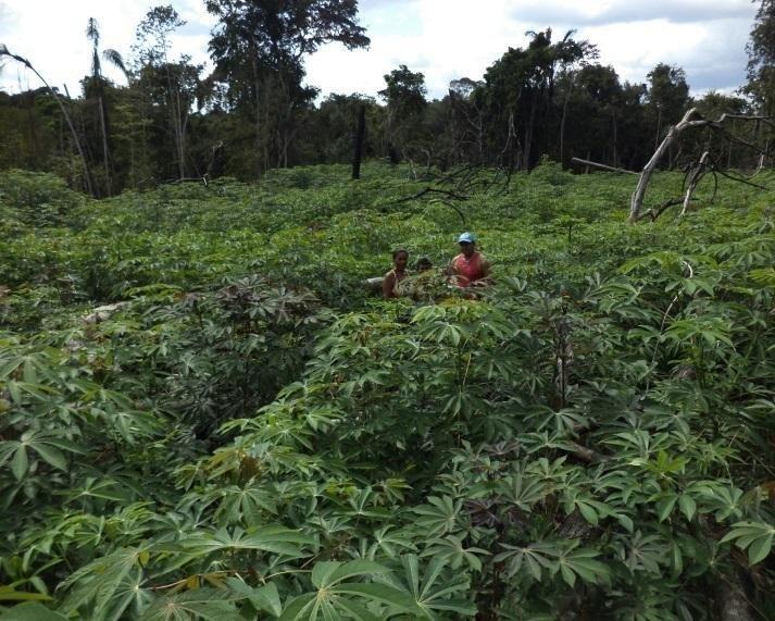 Roça de mandioca cultivada por família indígena