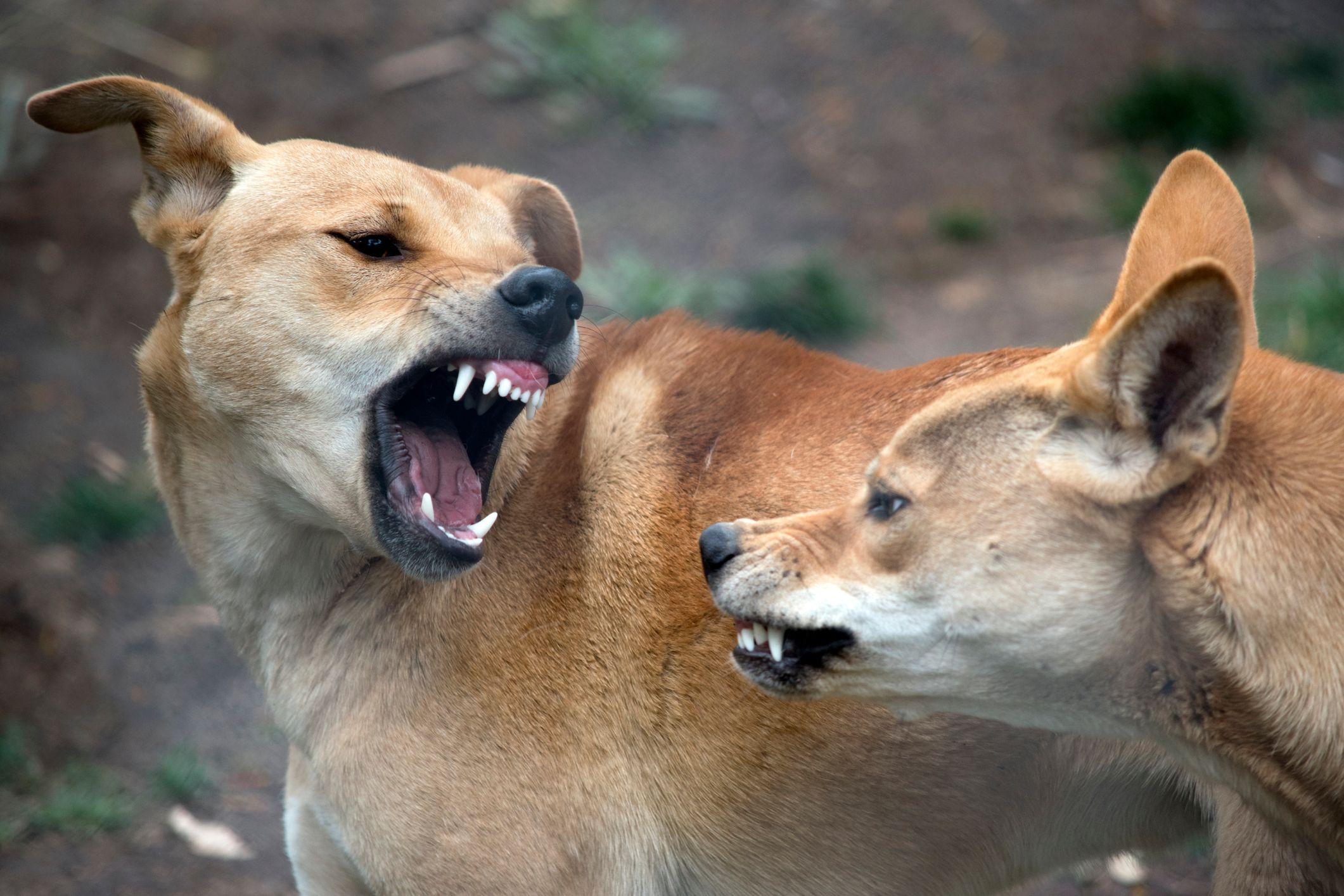 Anjing liar dingo