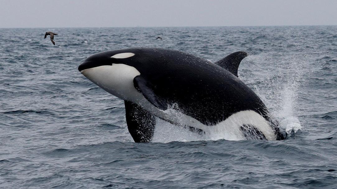 A killer whale jumps out of the water in the sea