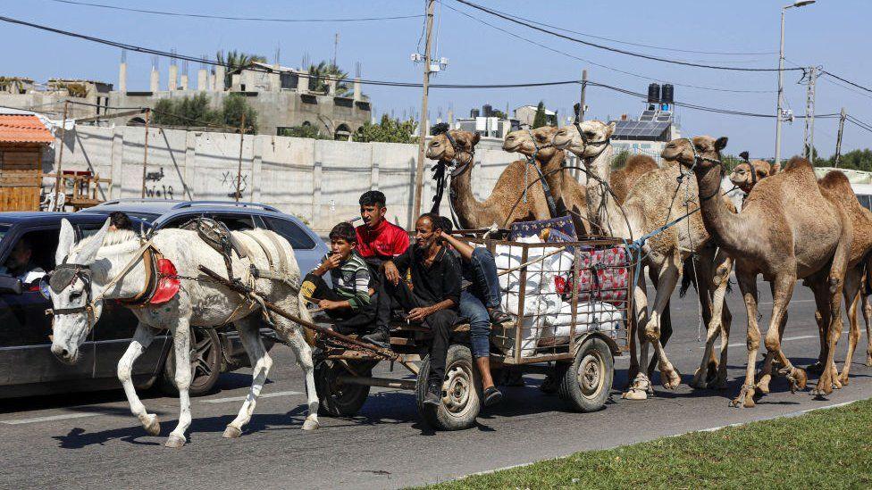 Gazatíes dirigen un convoy de caballos y camellos hacia el sur de Gaza 