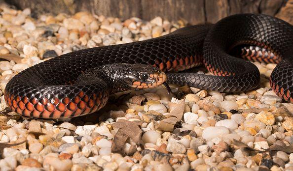 red-bellied black snakes 