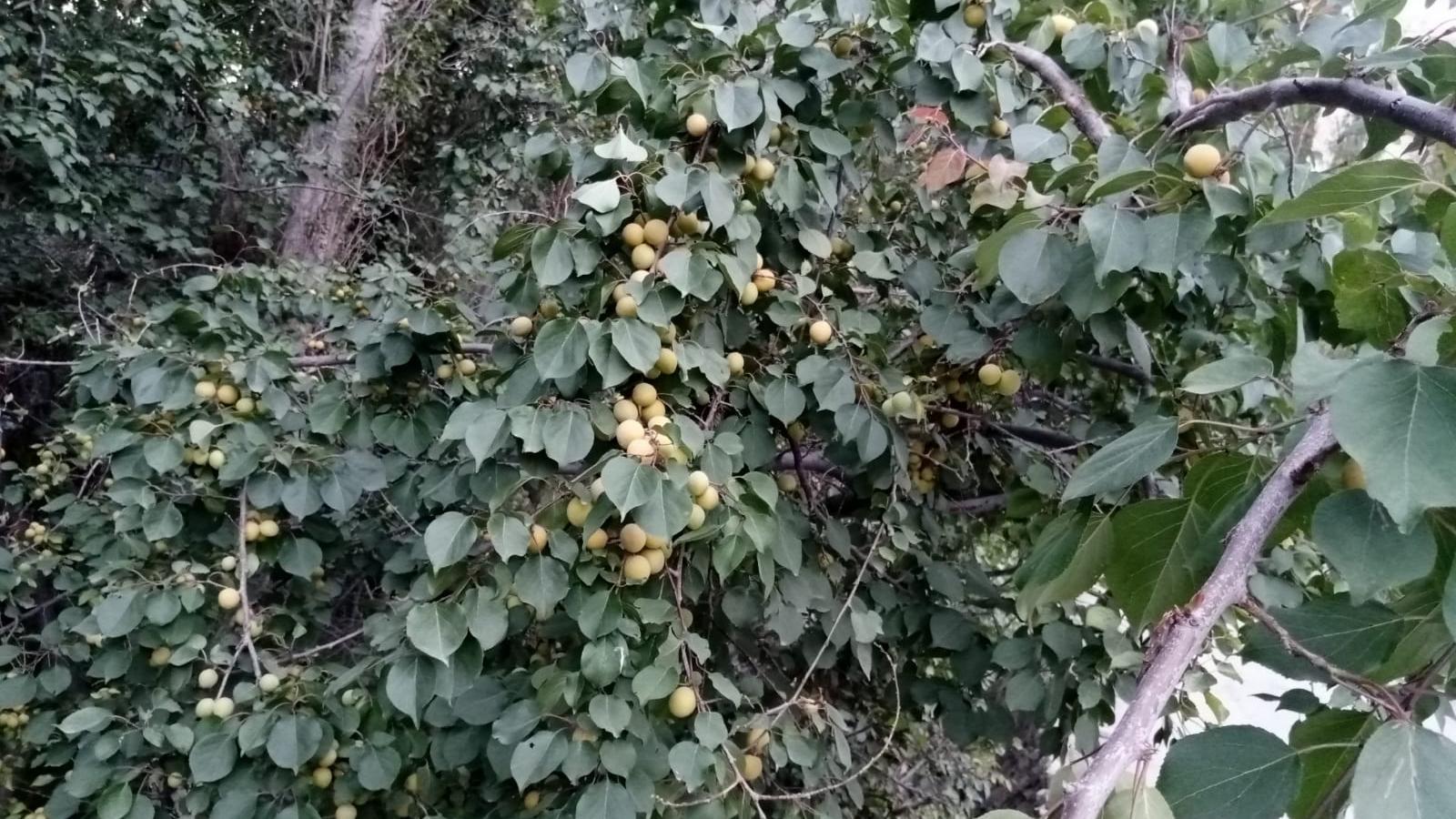 درخت سیاح