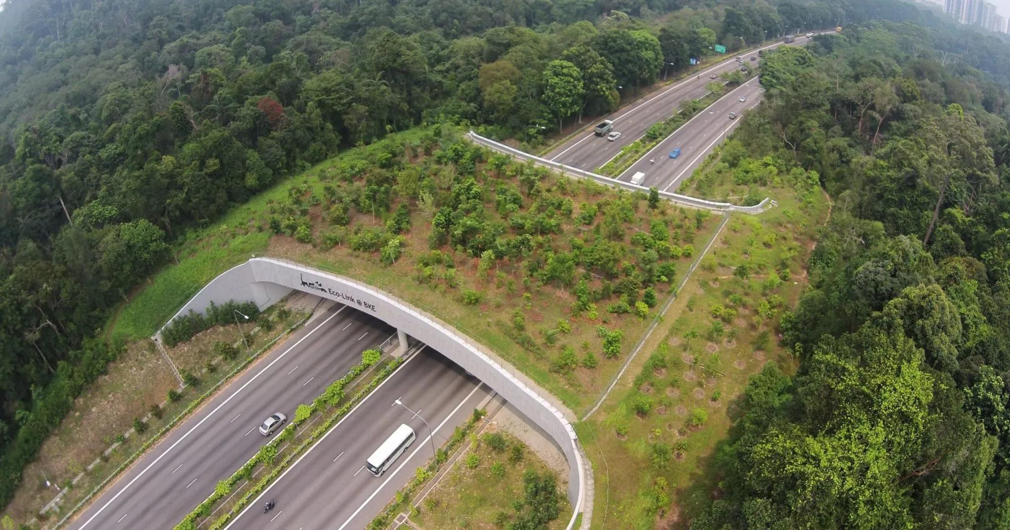Exemplo de passagem de fauna construída em rodovia entre duas reservas naturais de Singapura