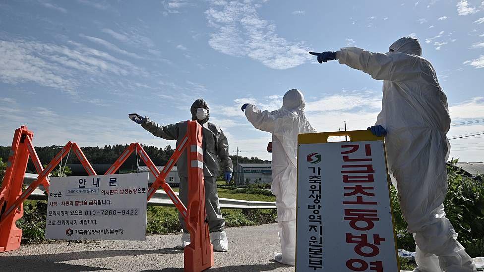 Trabalhadores em trajes especiais impuseram quarentena em uma fazenda de suínos na Coreia do Sul em 2019