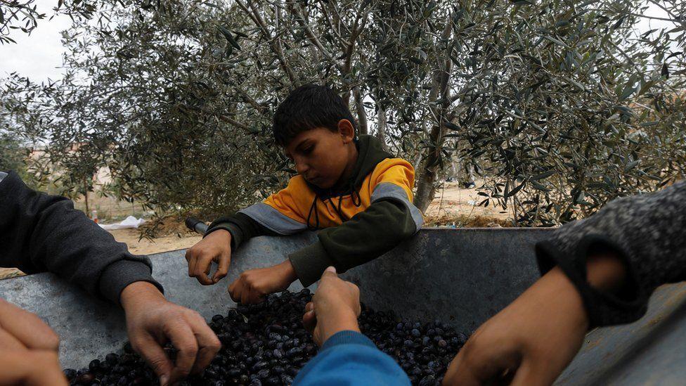 فلسطينيون ينقذون ما تبقى من محصول الزيتون