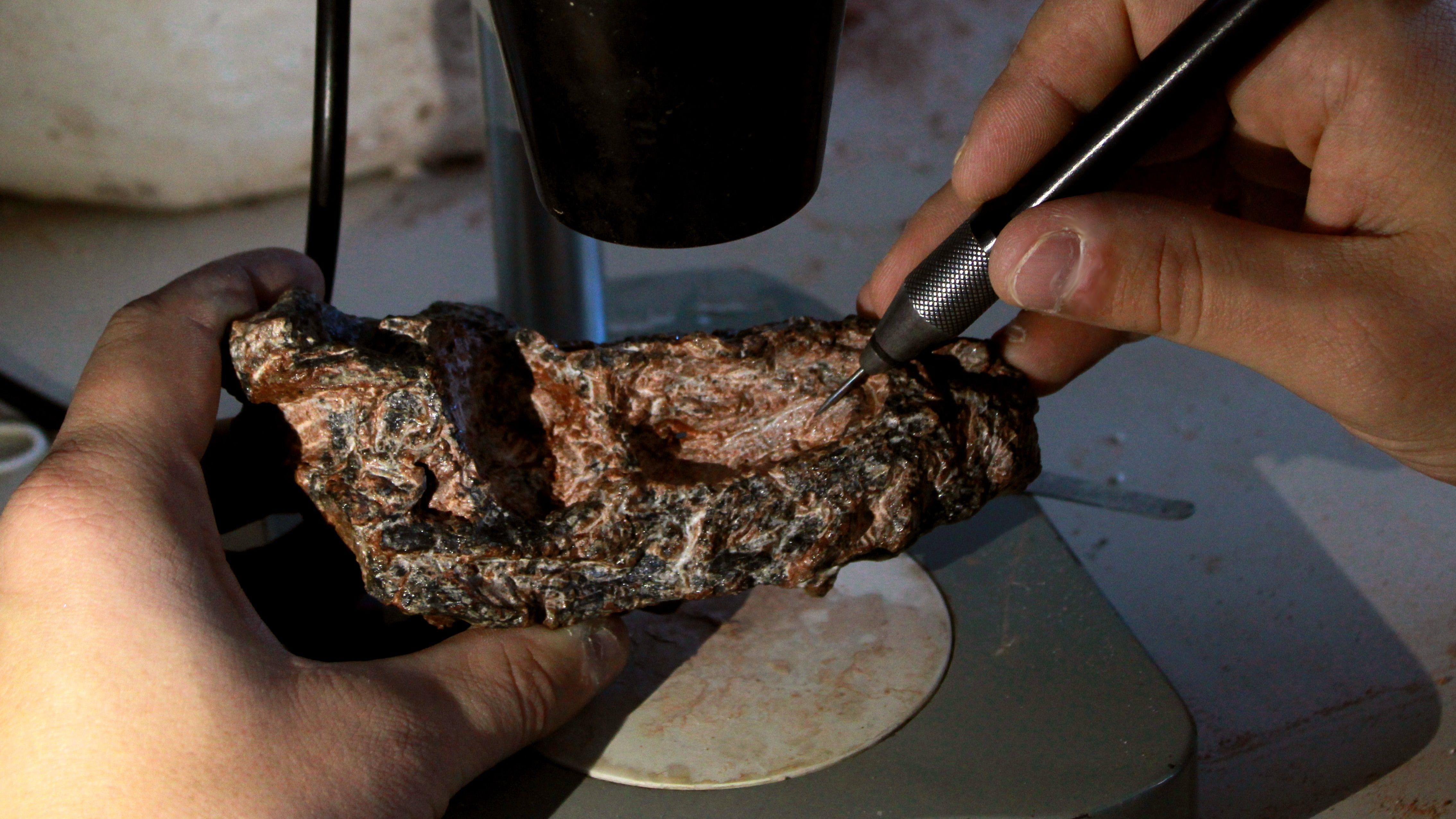 Crânio de Parvosuchus aurelioi durante a preparação(fotografia por )