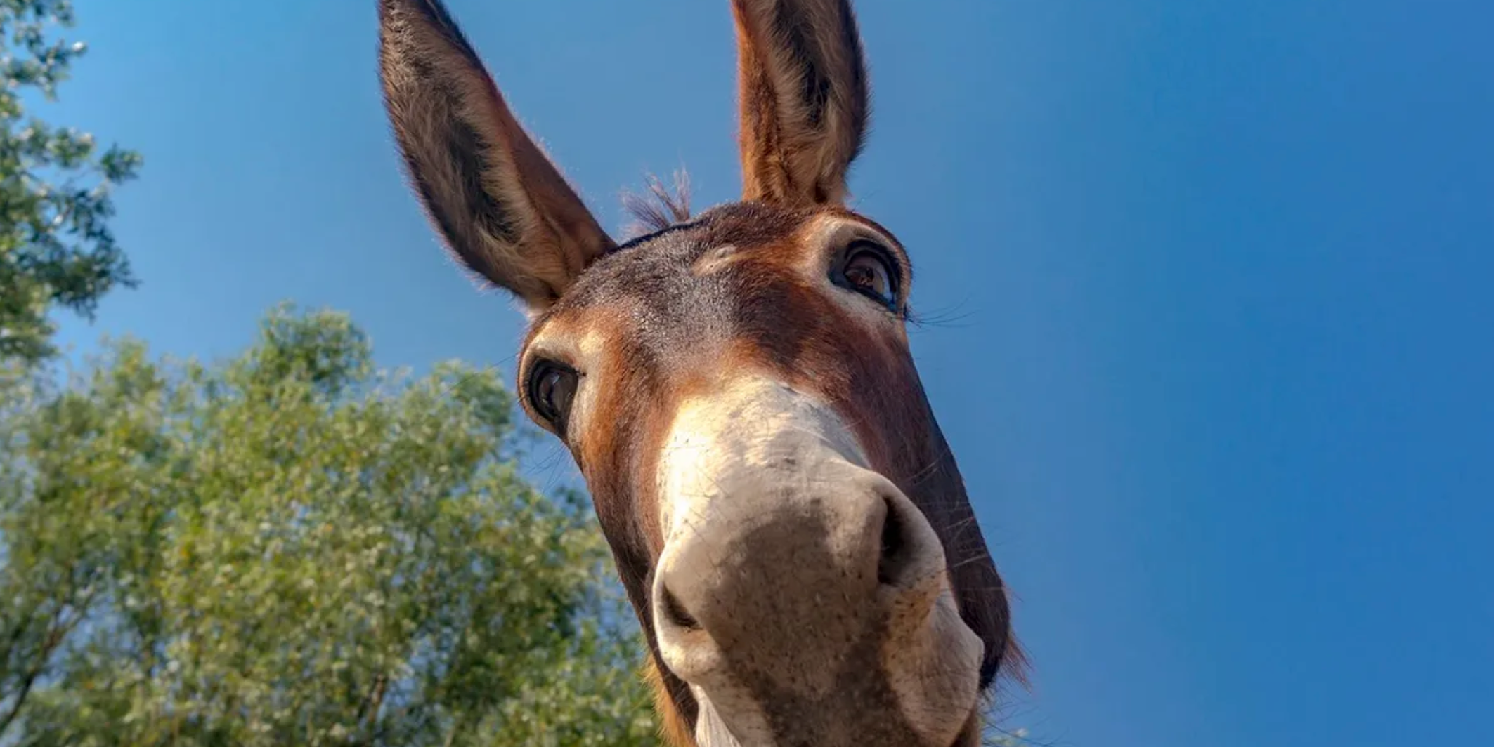 Imagem de um burro olhando para a câmera, com uma árvore ao fundo e céu azul