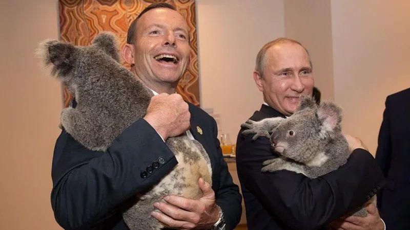 Mantan Perdana Menteri Australia, Tony Abbott dan Presiden Rusia, Vladimir Putin memeluk koala di Suaka Margasatwa Lone Pine.