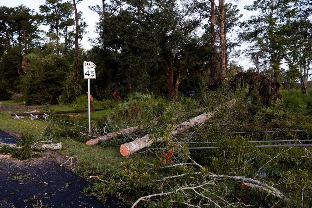 Trees fallen on power lines 