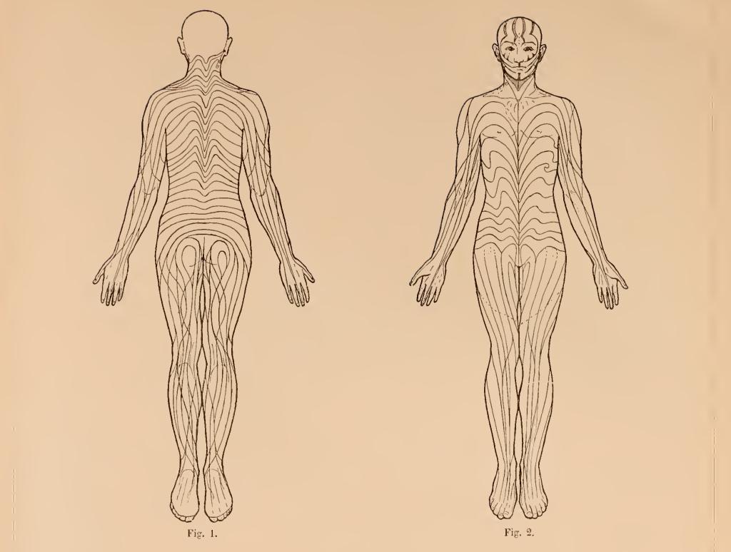 Ilustração mostrando linhas que percorrem o corpo