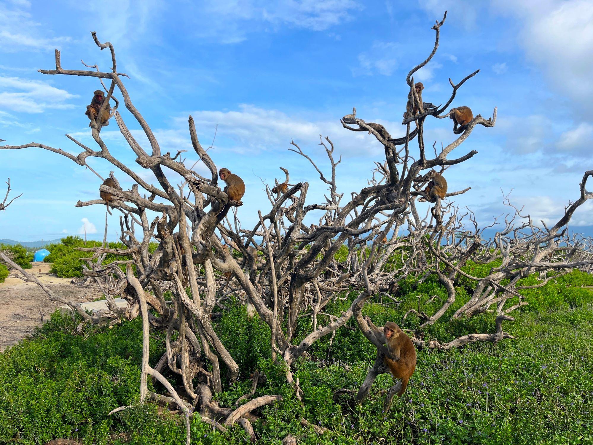 Un grupo de monos se posa en las ramas de un árbol en Cayo Santiago 